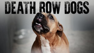 Death Row Dogs